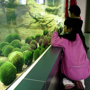 球藻展示觀察中心