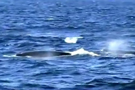 鯨魚