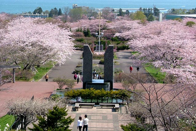 Oniushi公园的樱花