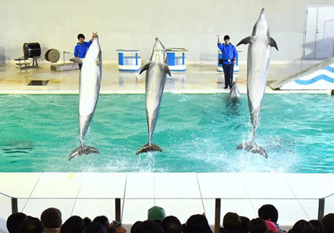 南海獅・海豚表演
