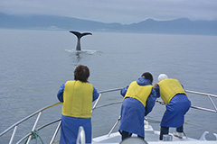 羅臼的鯨魚觀察