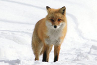 北海道紅狐狸
