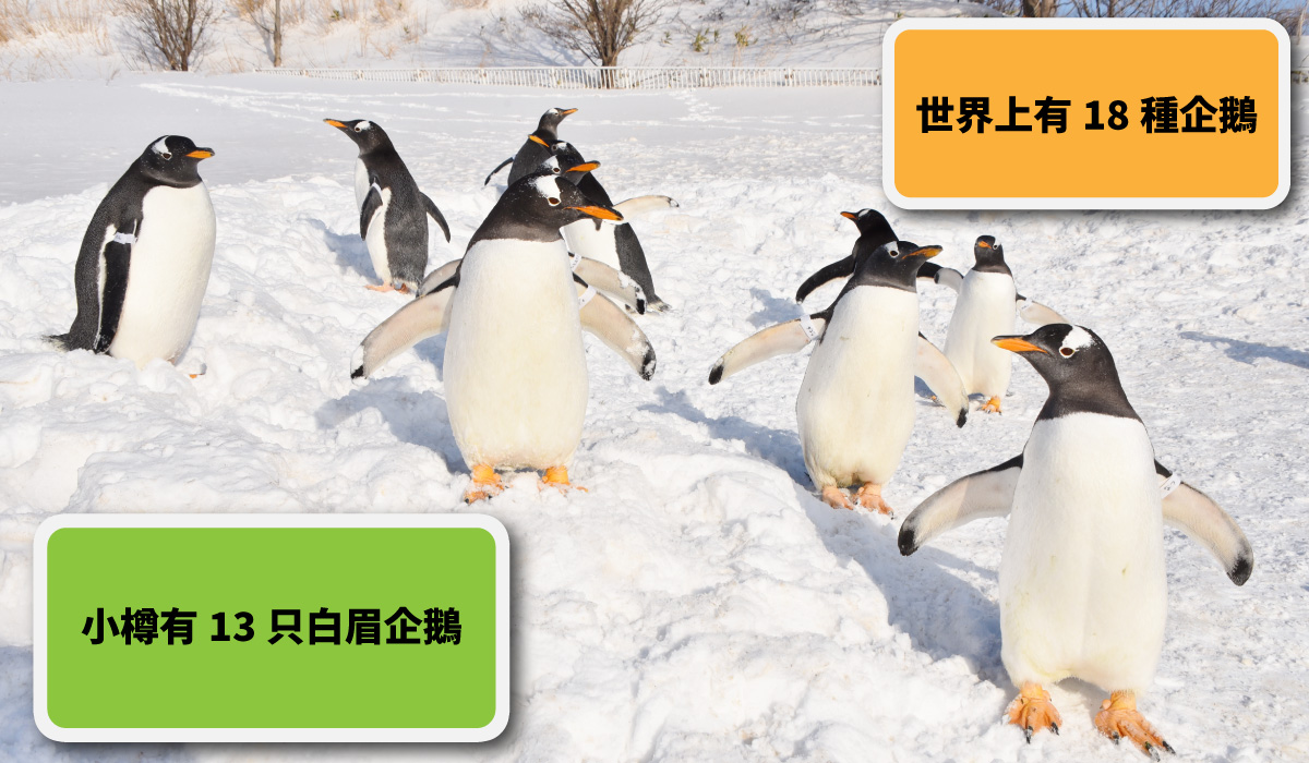 世界上有18種企鵝。小樽有13只白眉企鵝。 
