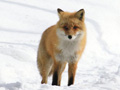 北海道狐狸